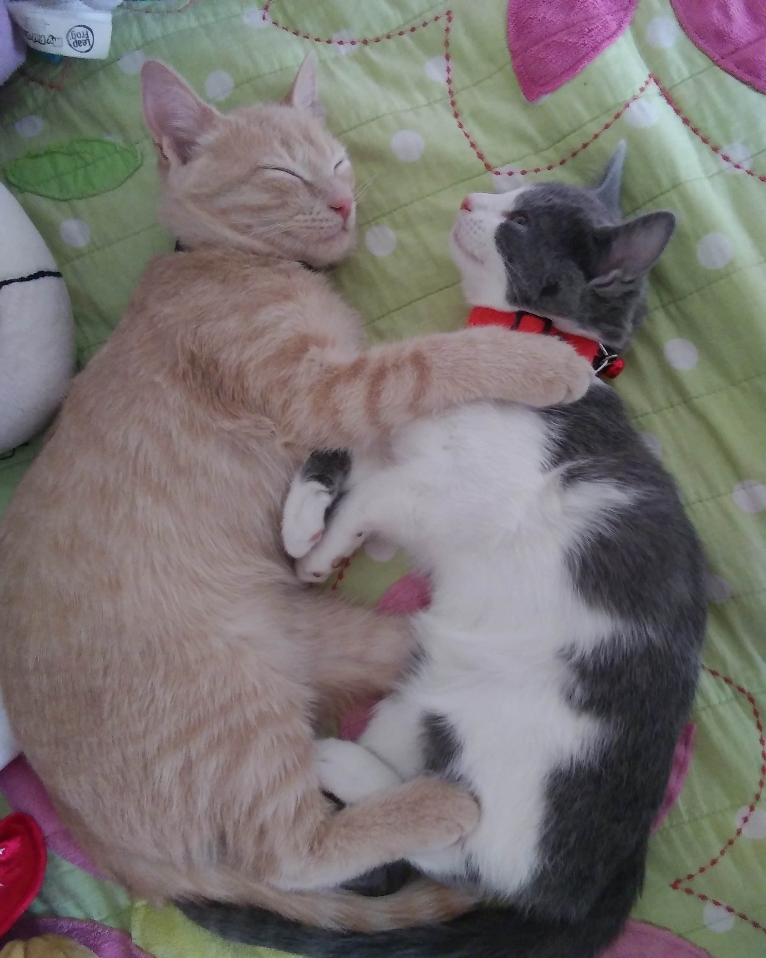 /lostandfound/images/lnfpets/original/24950_16707_Oliver and Luna.jpg